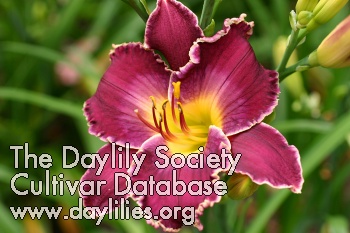 Daylily Give a Little Whistle